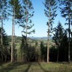 Nut Tree Lane View
