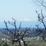 Nut Tree Lane Territorial View